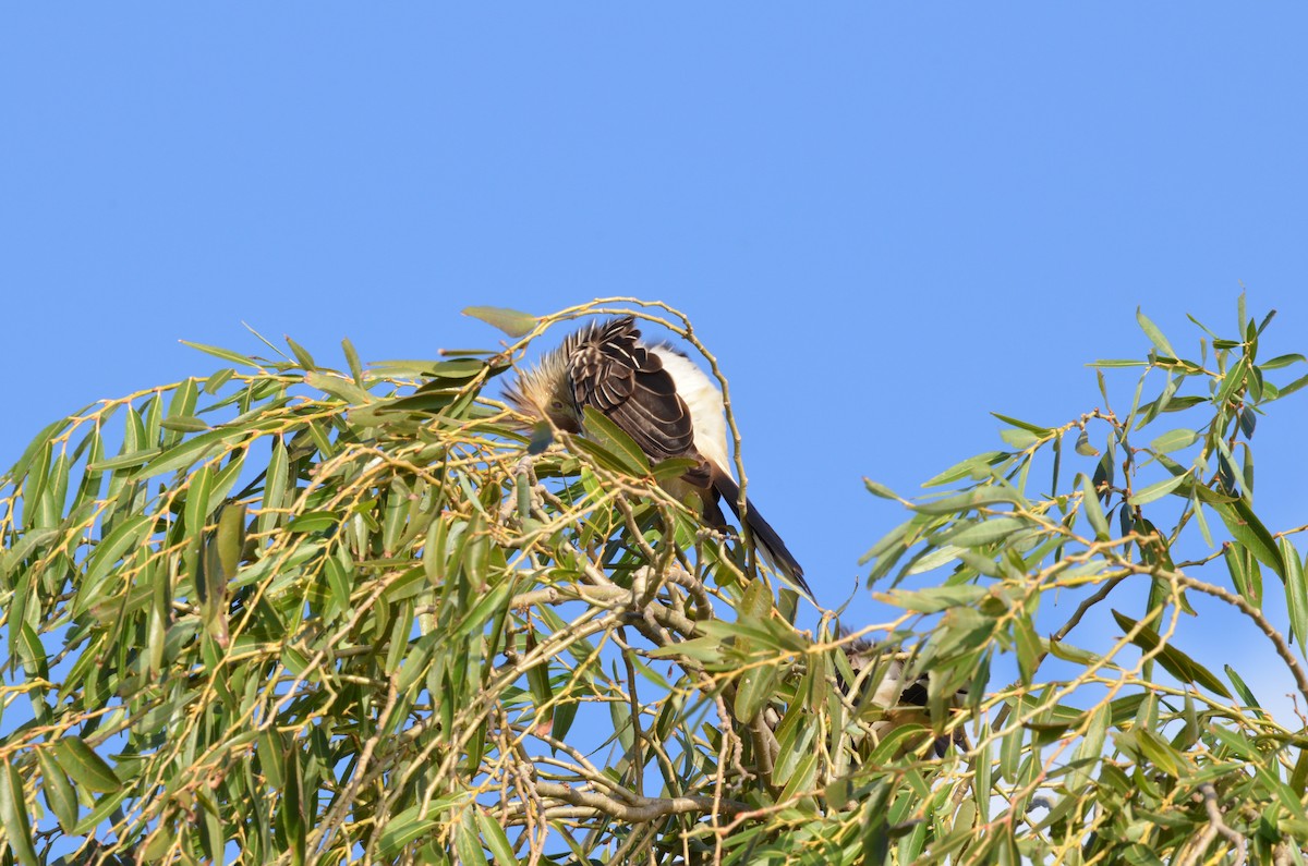 Guira Cuckoo - ML439903081