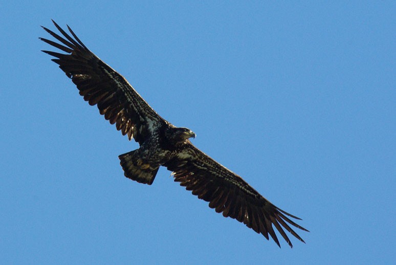 Bald Eagle - Phil Kahler