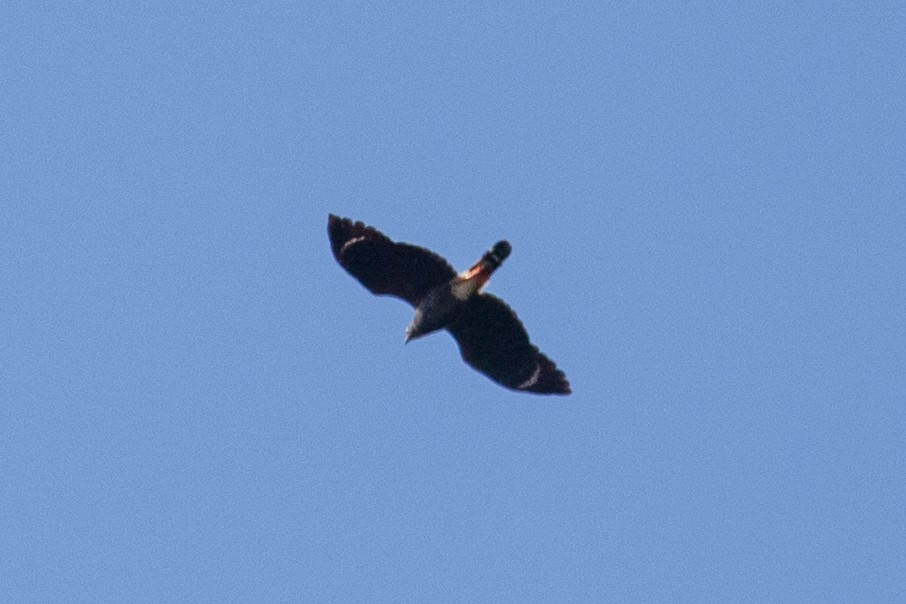 Crane Hawk - ML439904011