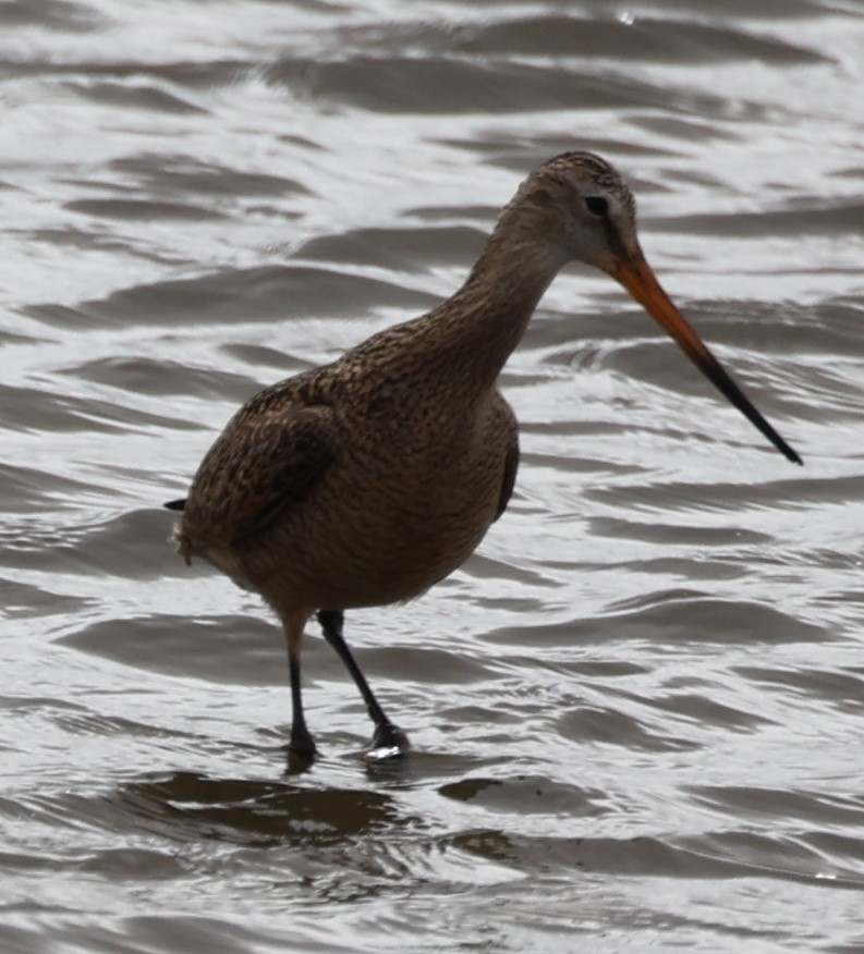 Marbled Godwit - ML439904321