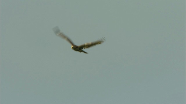 Rotschwanzbussard (solitudinis) - ML439905