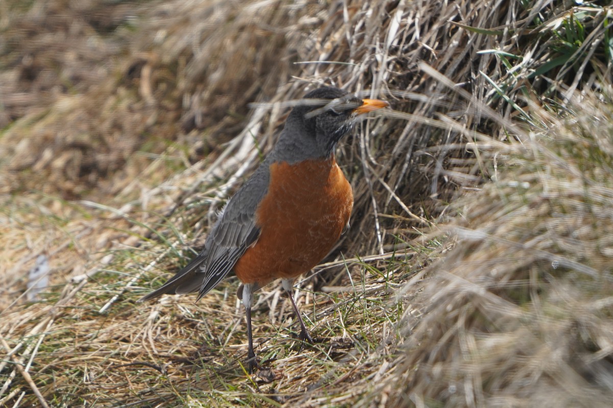 American Robin - ML439905281