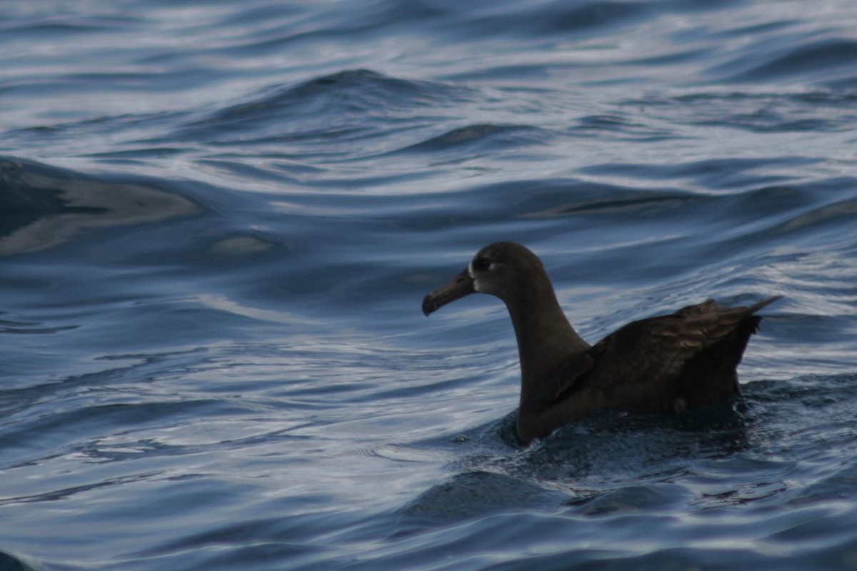 Black-footed Albatross - ML43990541