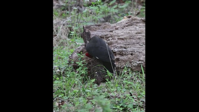 Pileated Woodpecker - ML439905901