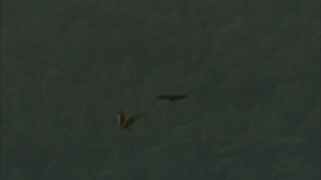 Cuban Crow - ML439906