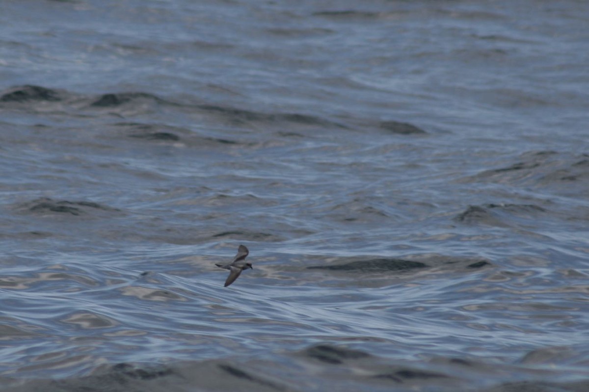 Fork-tailed Storm-Petrel - ML43990611
