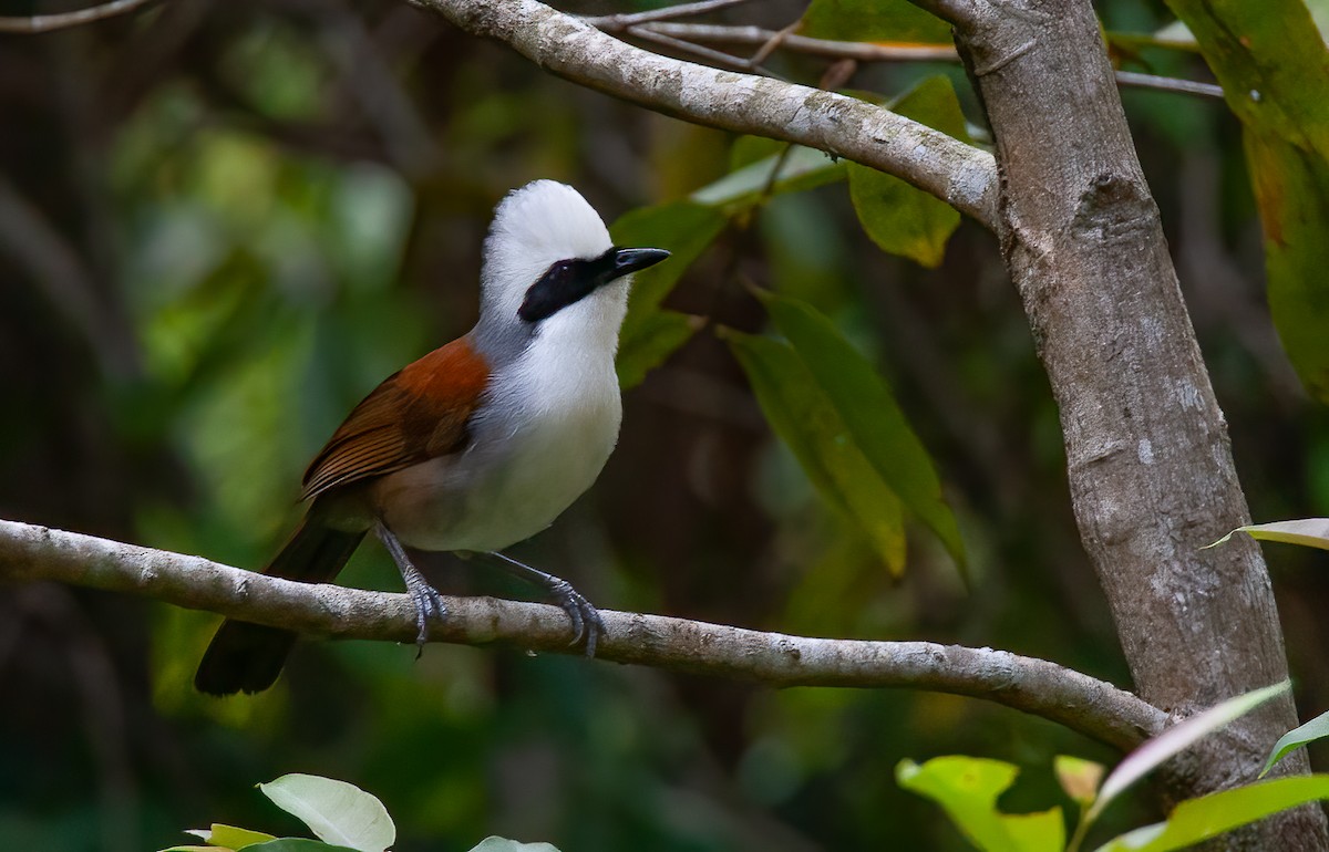 White-crested Laughingthrush - ML439906951