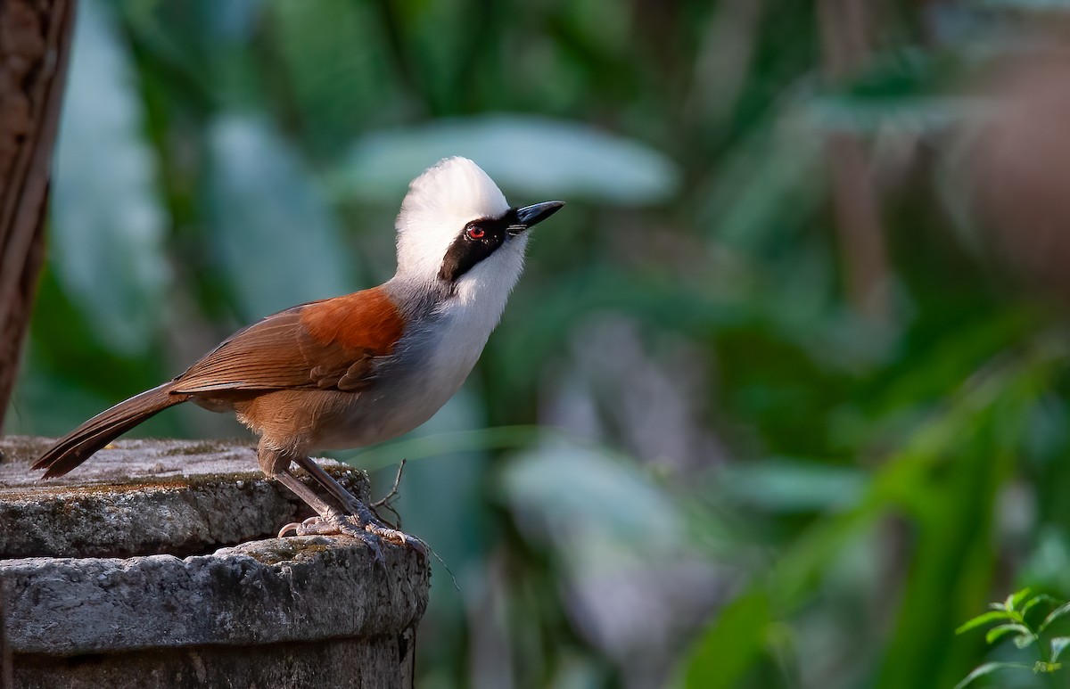 White-crested Laughingthrush - ML439907061