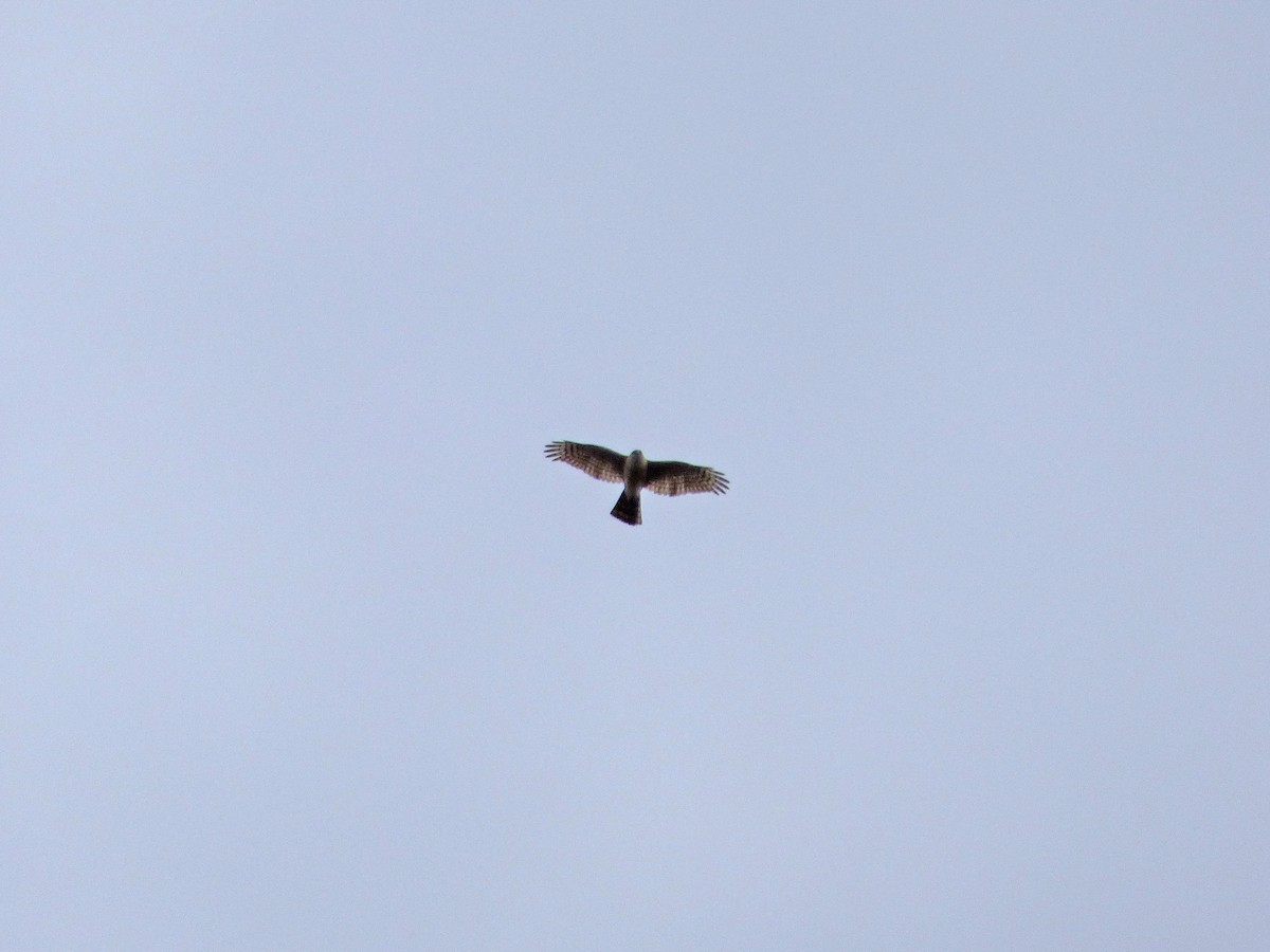 Sharp-shinned Hawk - ML439907691