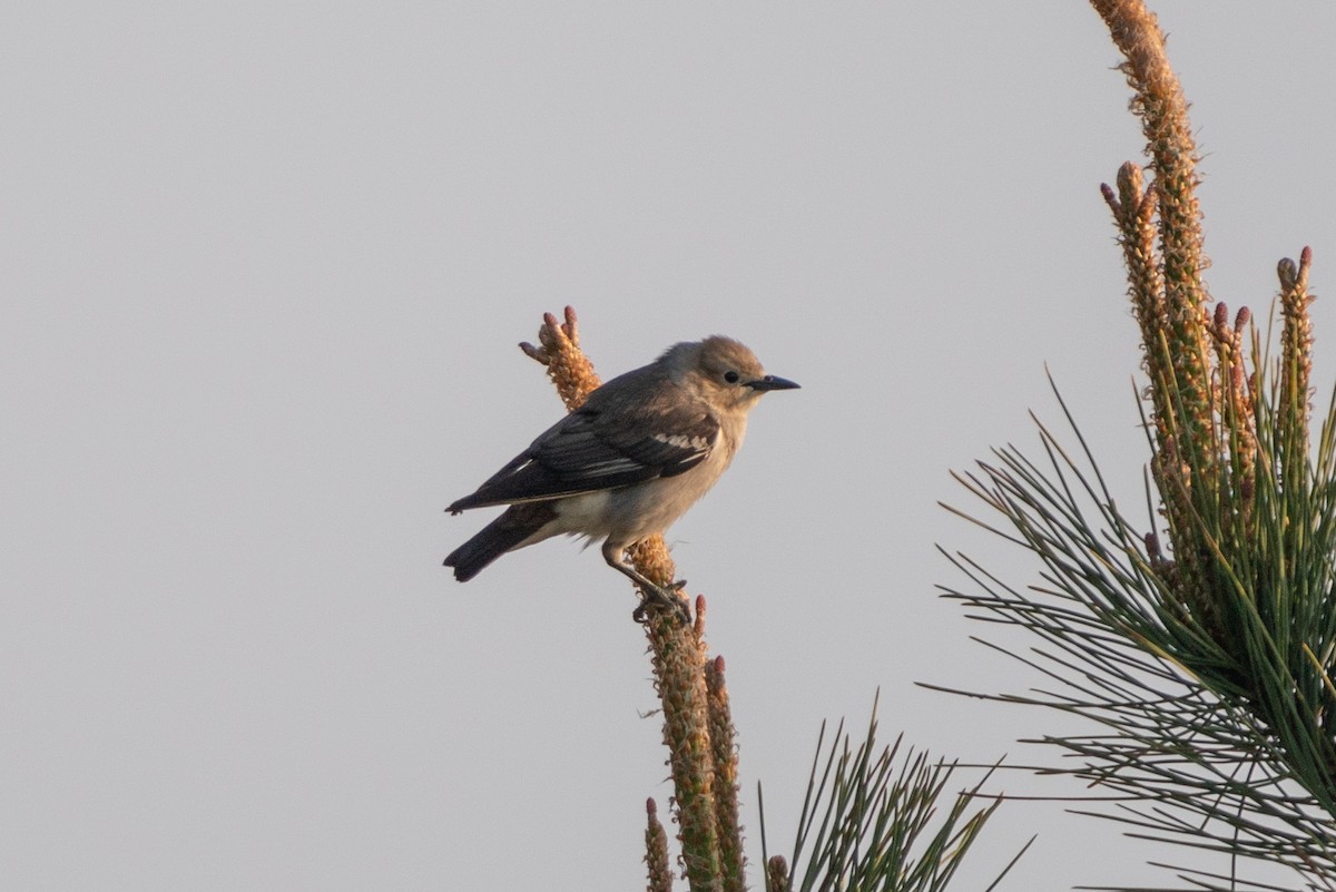 Chestnut-cheeked Starling - Andy Lee