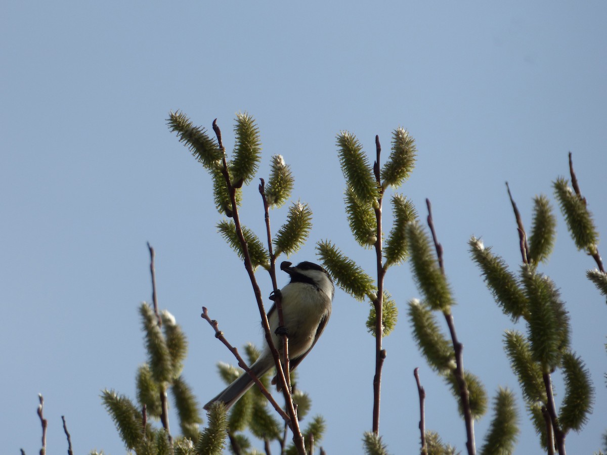 Black-capped Chickadee - ML439907991