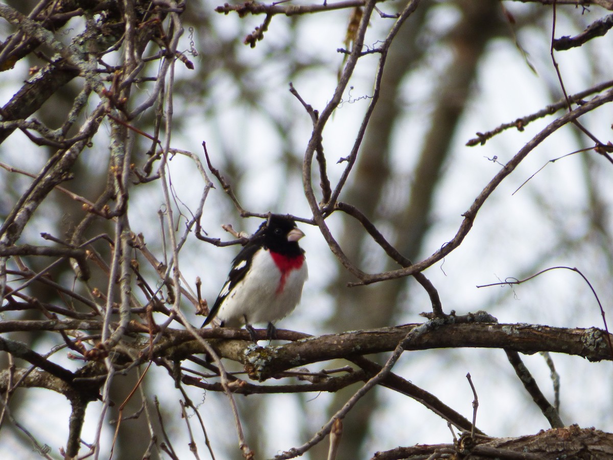 Rose-breasted Grosbeak - Anonymous