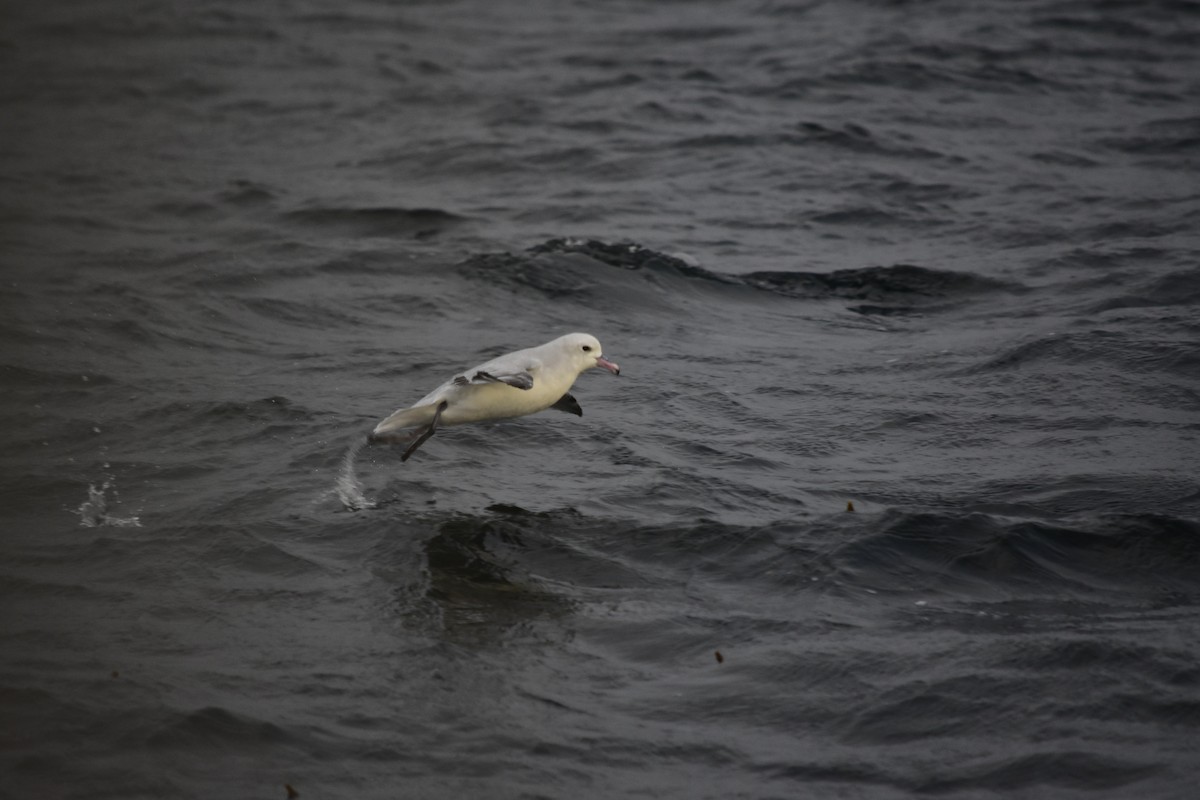 Fulmar argenté - ML439908371