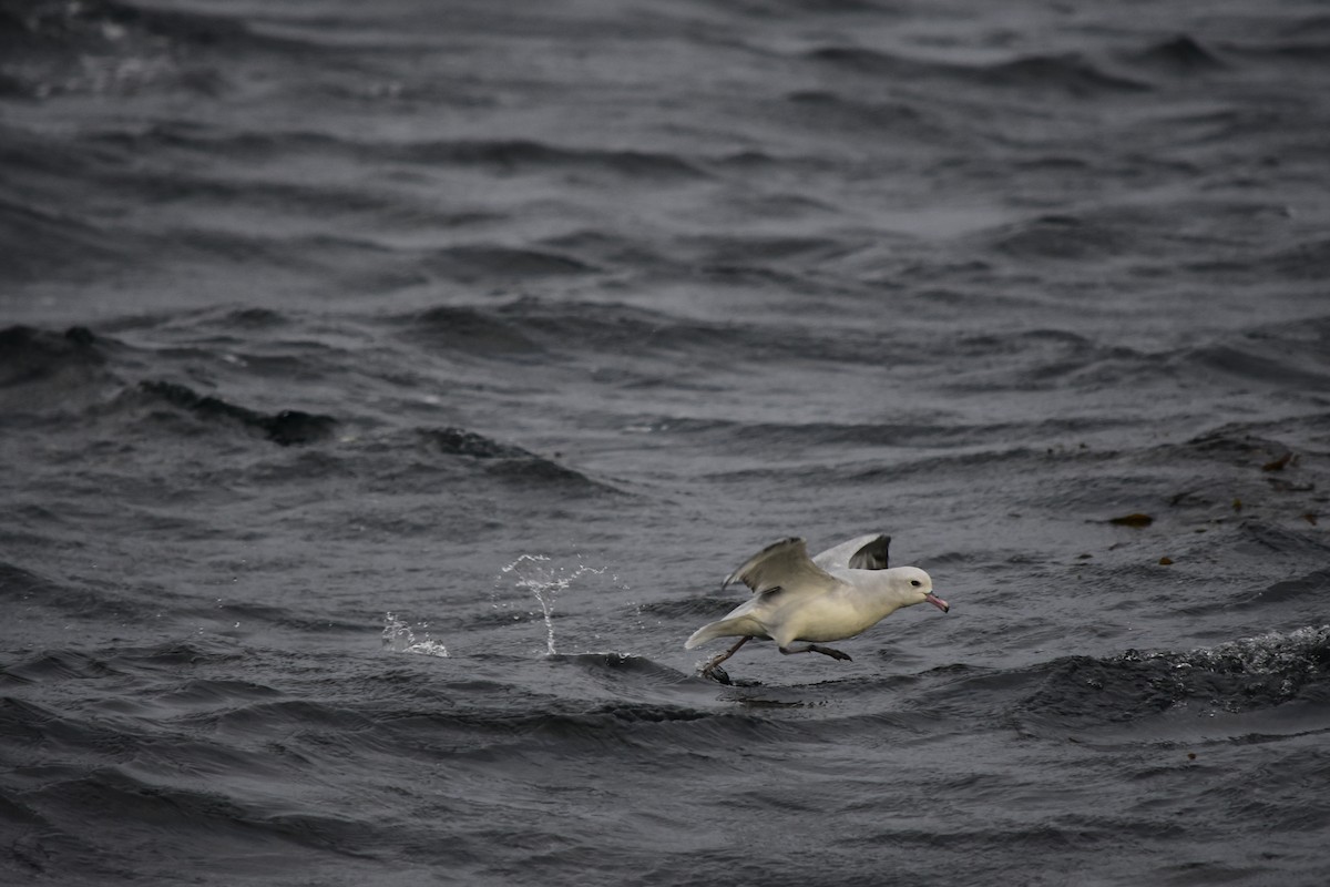 Fulmar argenté - ML439908381