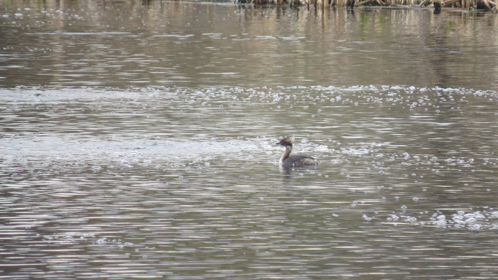 Horned Grebe - ML439908781