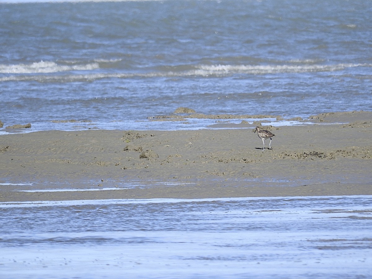 Whimbrel - George Vaughan