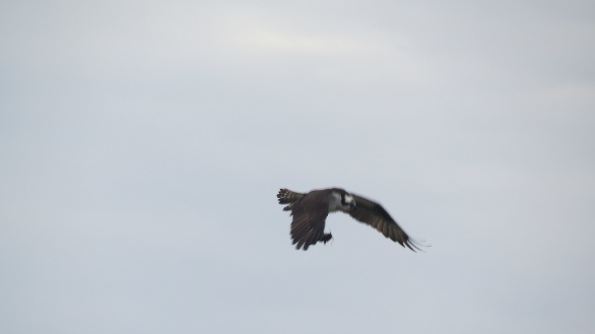 Águila Pescadora - ML439909071