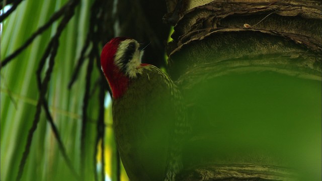 Cuban Green Woodpecker - ML439910