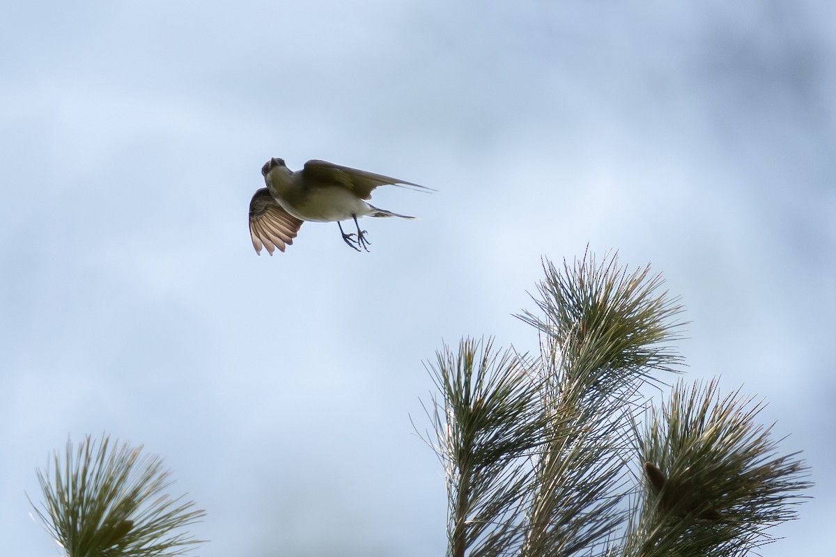 Eastern Kingbird - ML439910711
