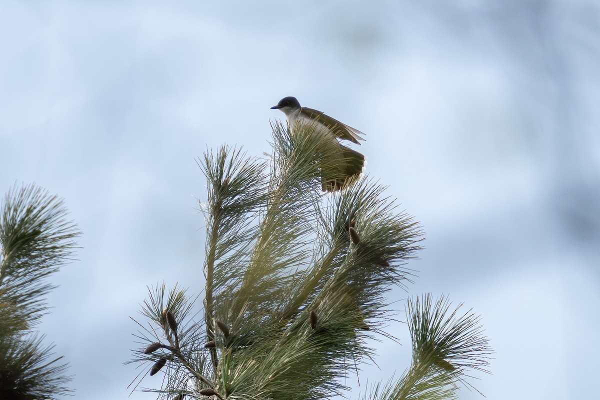 Eastern Kingbird - ML439910731