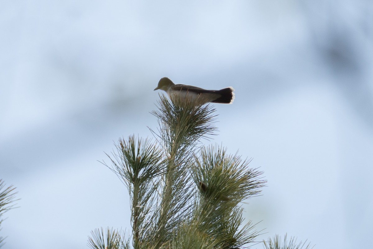 Eastern Kingbird - ML439910761