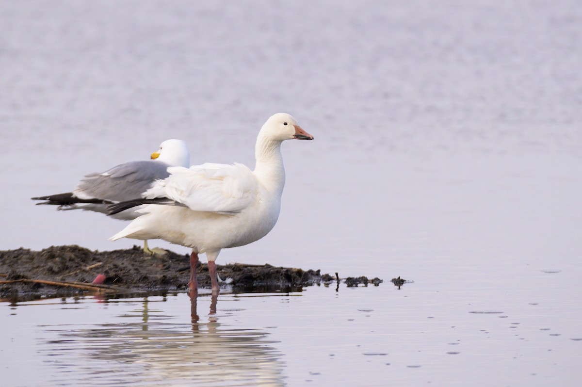 Snow Goose - Cameron Hunter