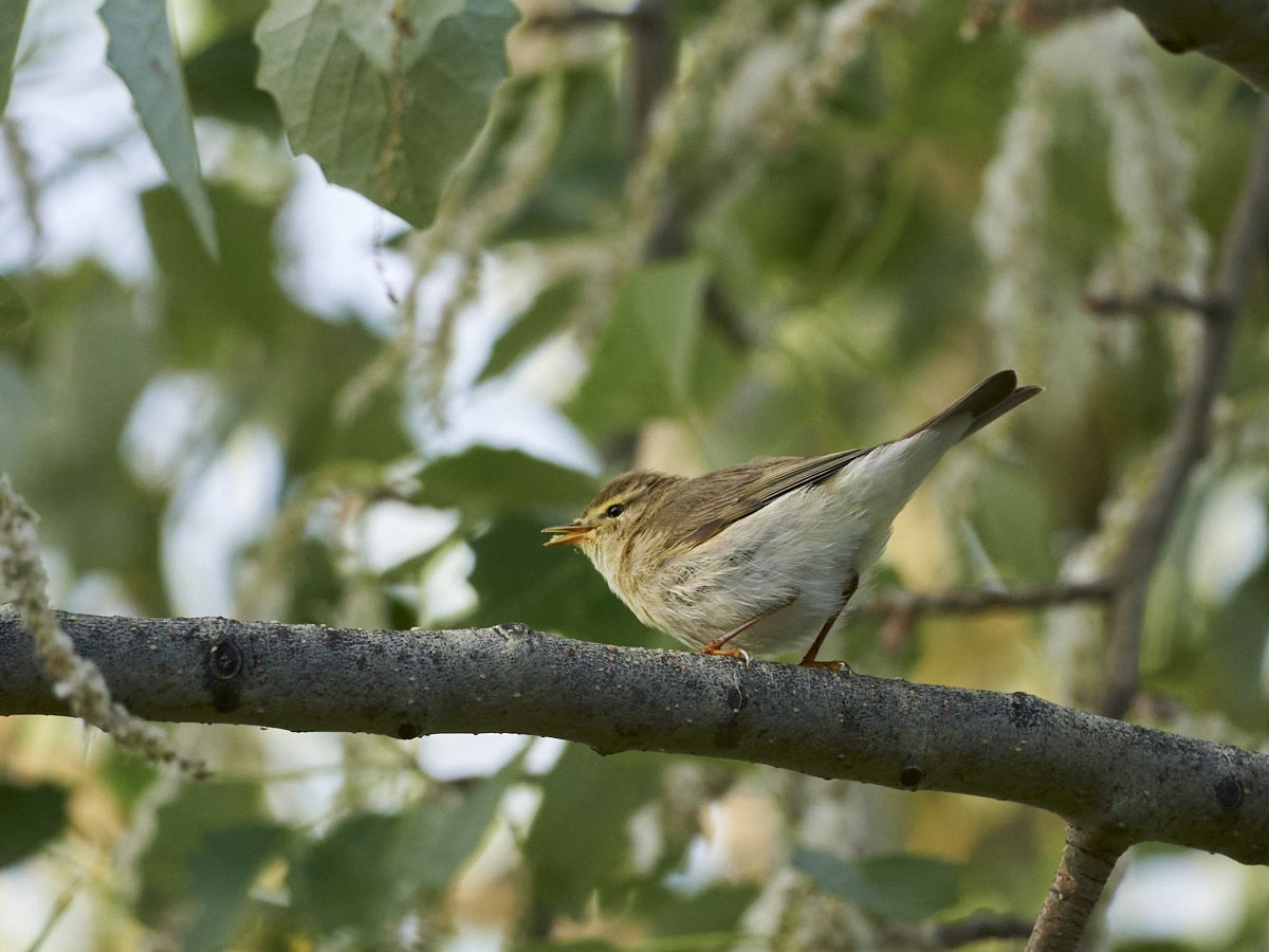 Willow Warbler - ML439911681