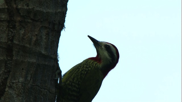 Cuban Green Woodpecker - ML439912