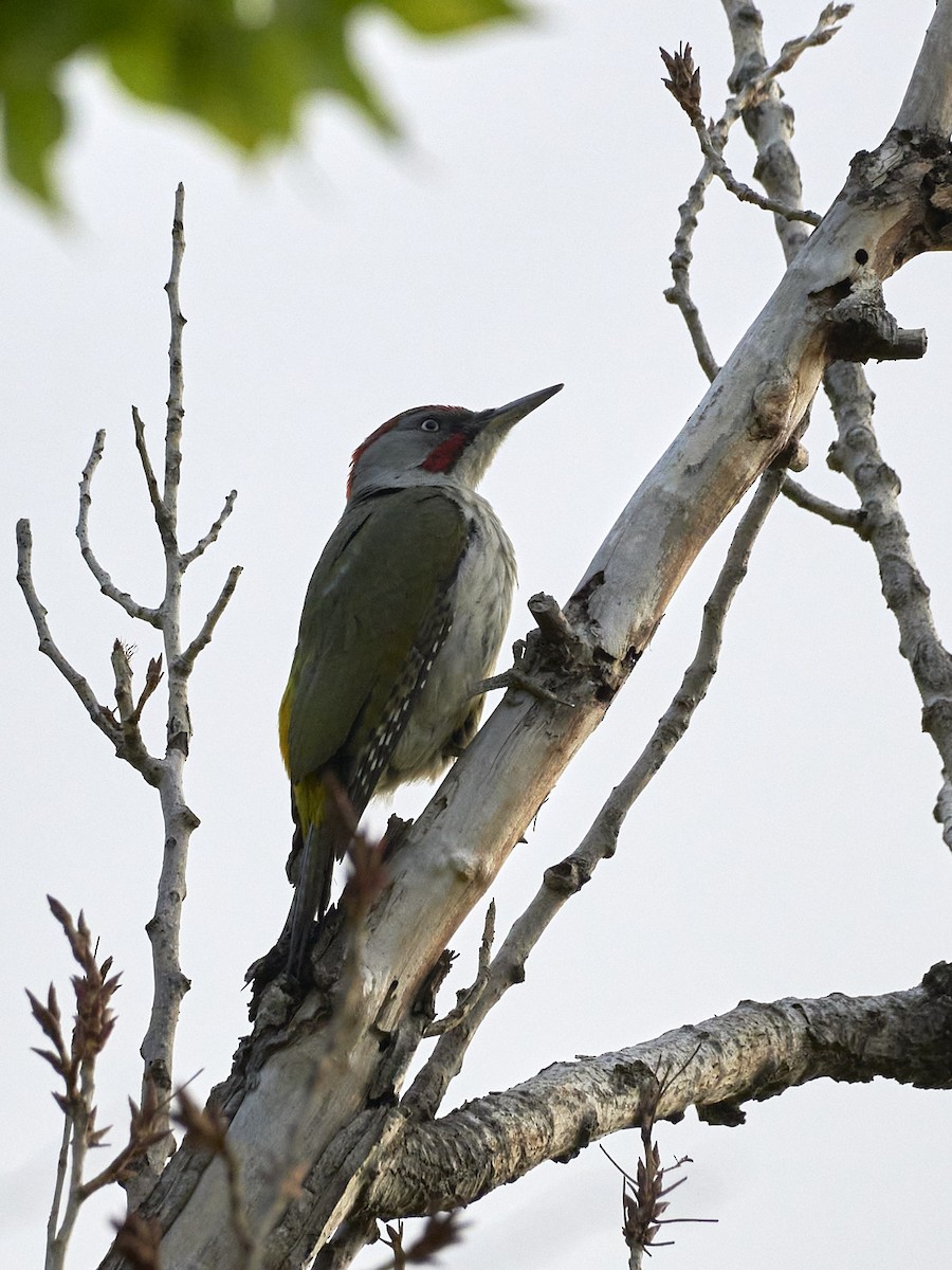 Iberian Green Woodpecker - ML439912051