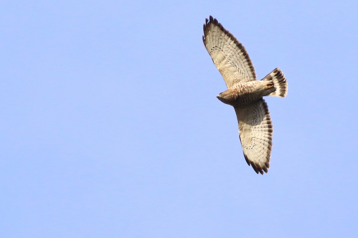 Broad-winged Hawk - ML439912671