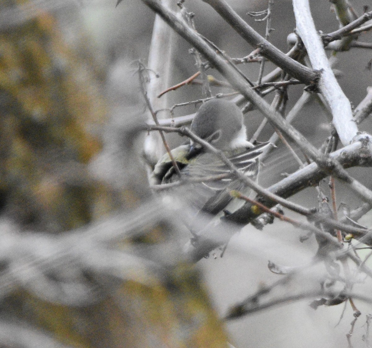 Cassin's Vireo - Peter Olsoy