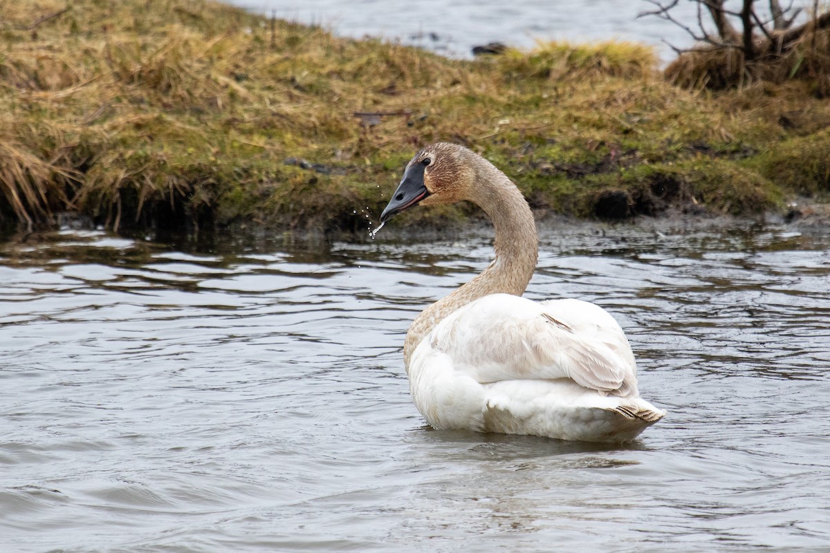 Trumpeter Swan - ML439912901