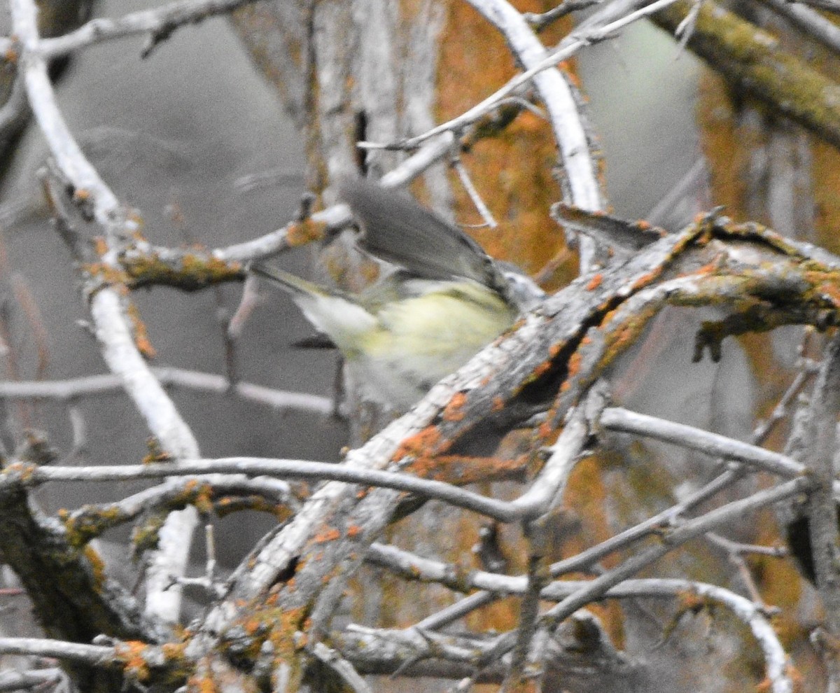 Cassin's Vireo - Peter Olsoy