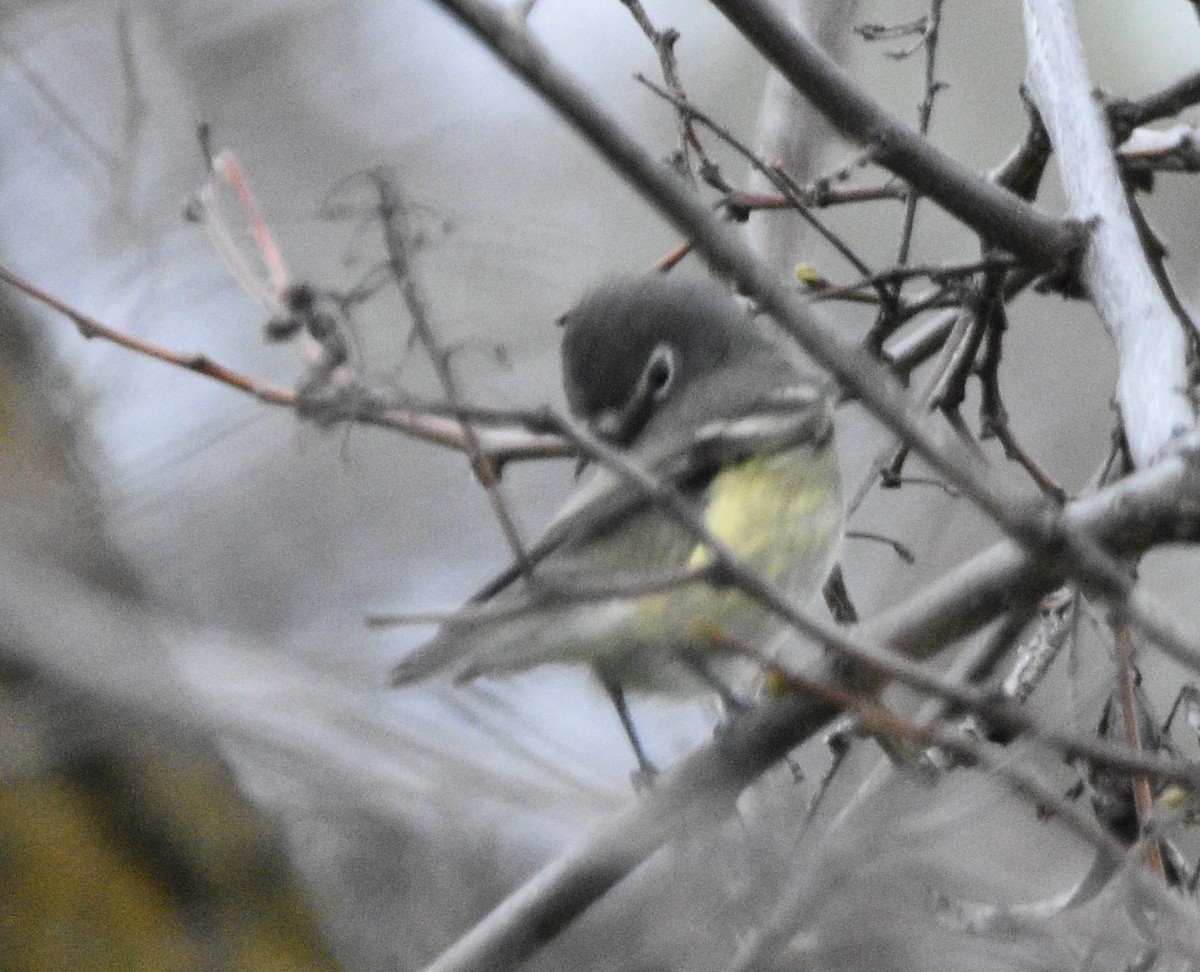 Cassin's Vireo - Peter Olsoy