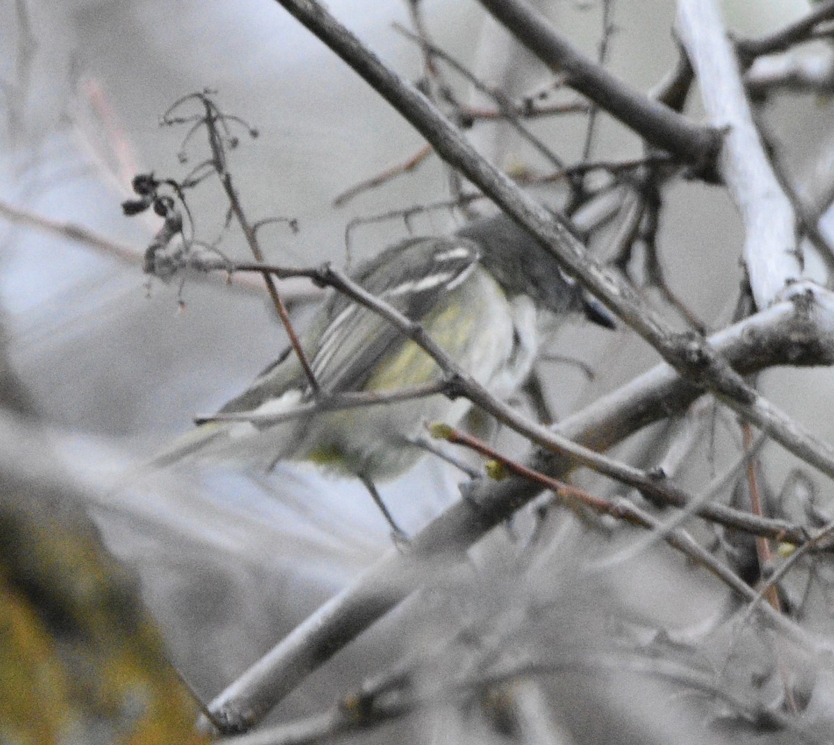 Cassin's Vireo - Peter Olsoy