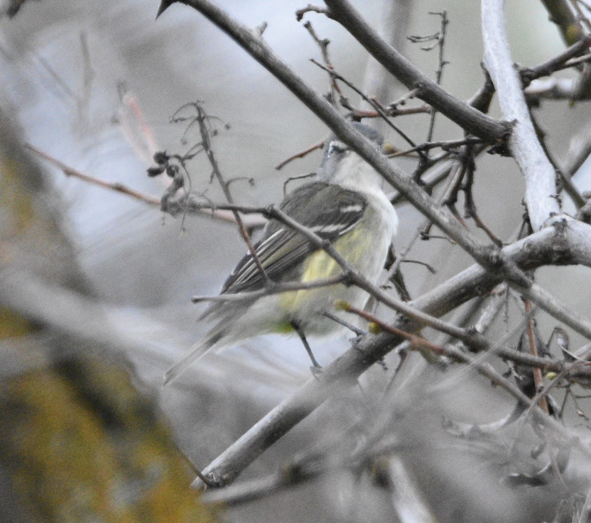 Cassin's Vireo - Peter Olsoy