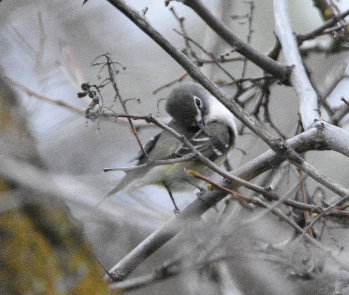 Cassin's Vireo - Peter Olsoy