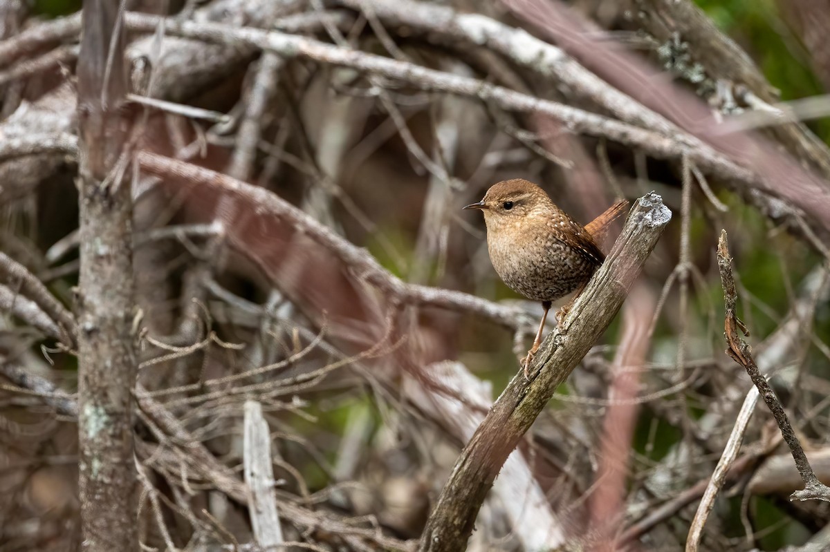 Winter Wren - ML439914841