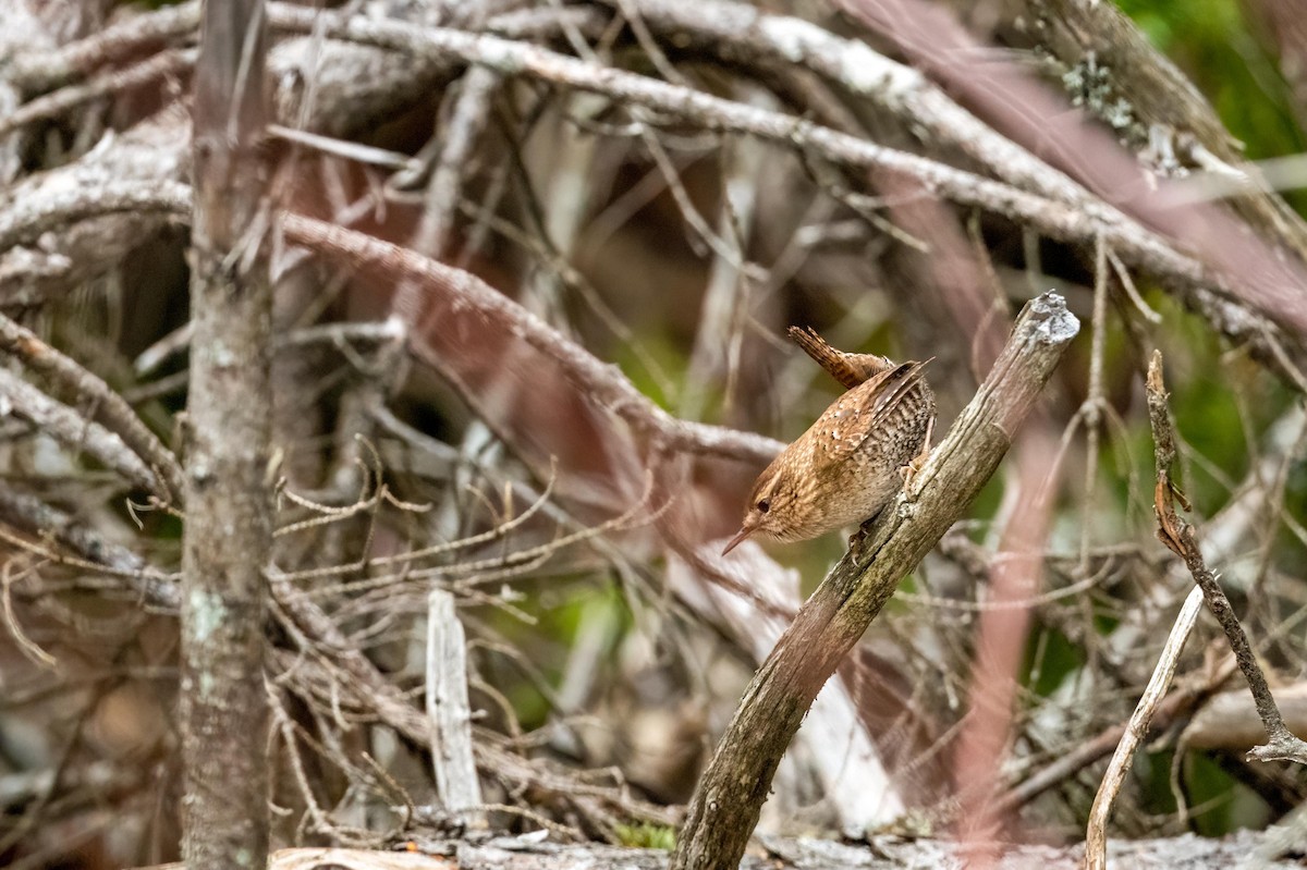 Winter Wren - ML439914931