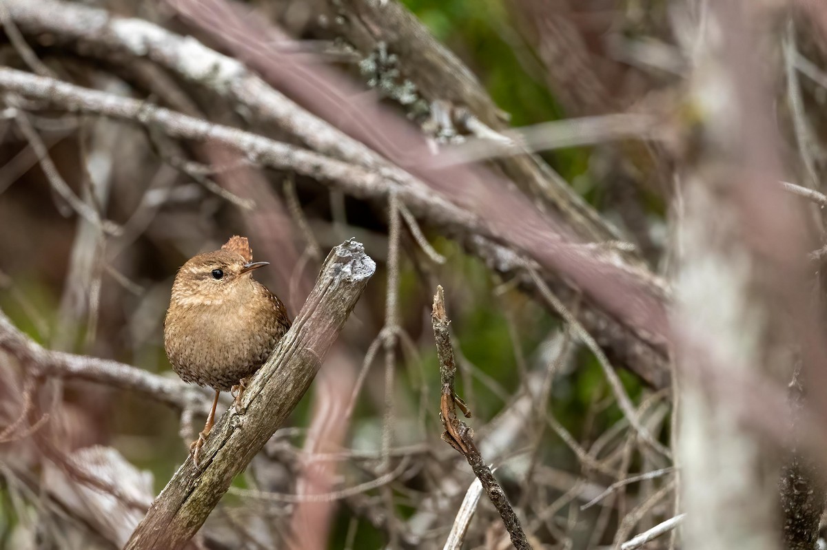 Winter Wren - ML439915081