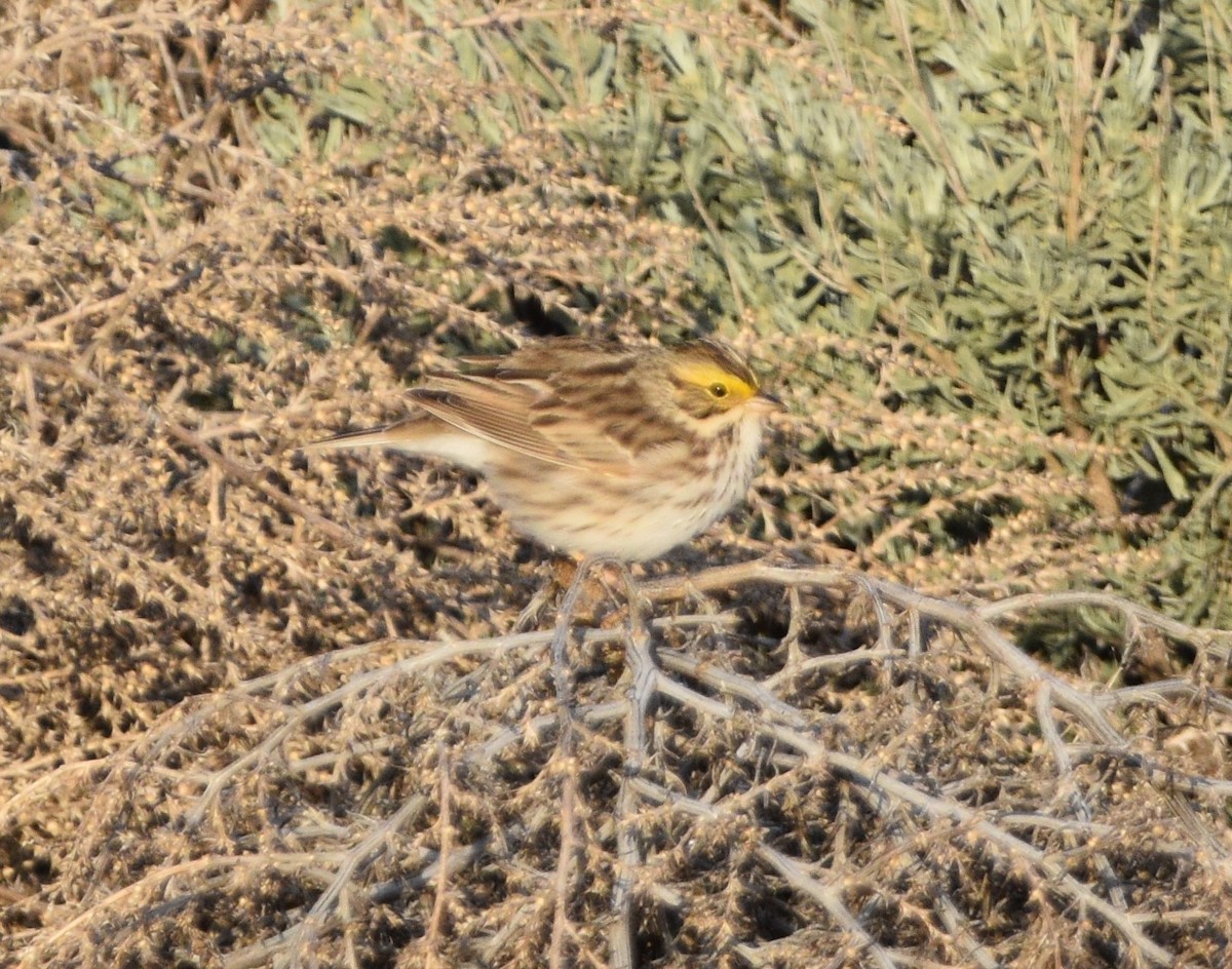 Savannah Sparrow - ML439916021