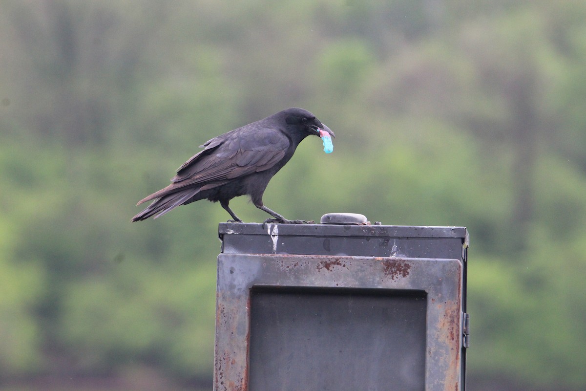 American Crow - ML439916031