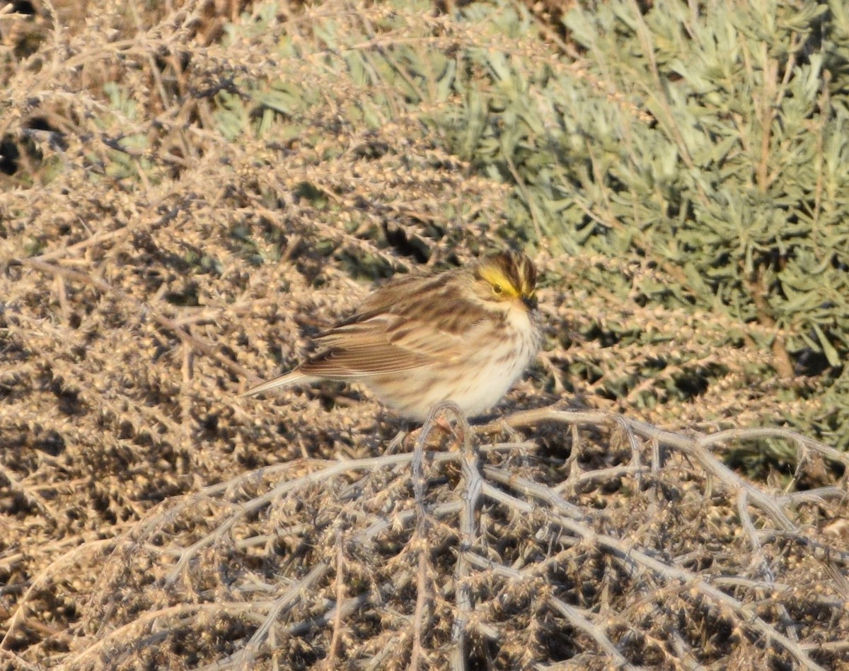 Savannah Sparrow - ML439916041