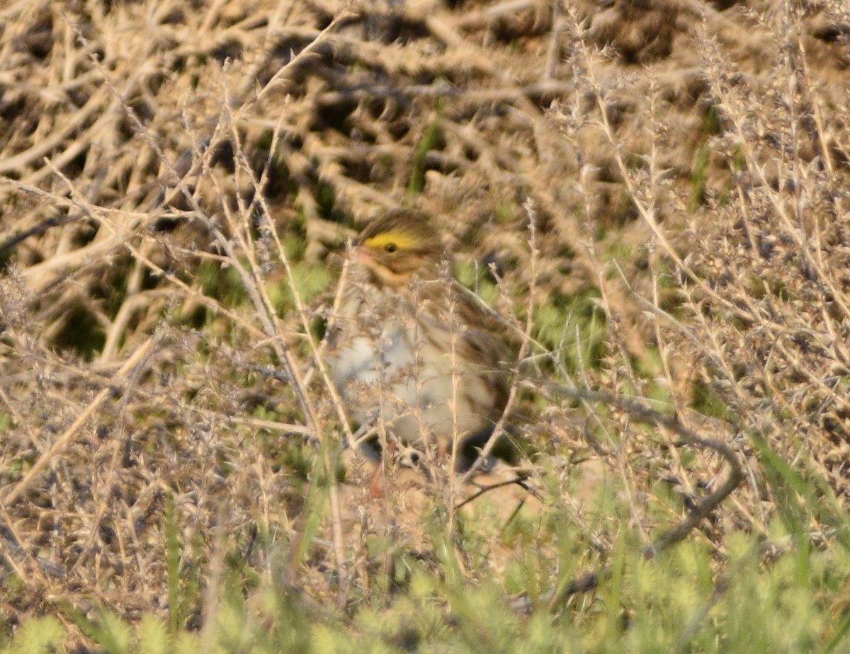 Savannah Sparrow - ML439916051