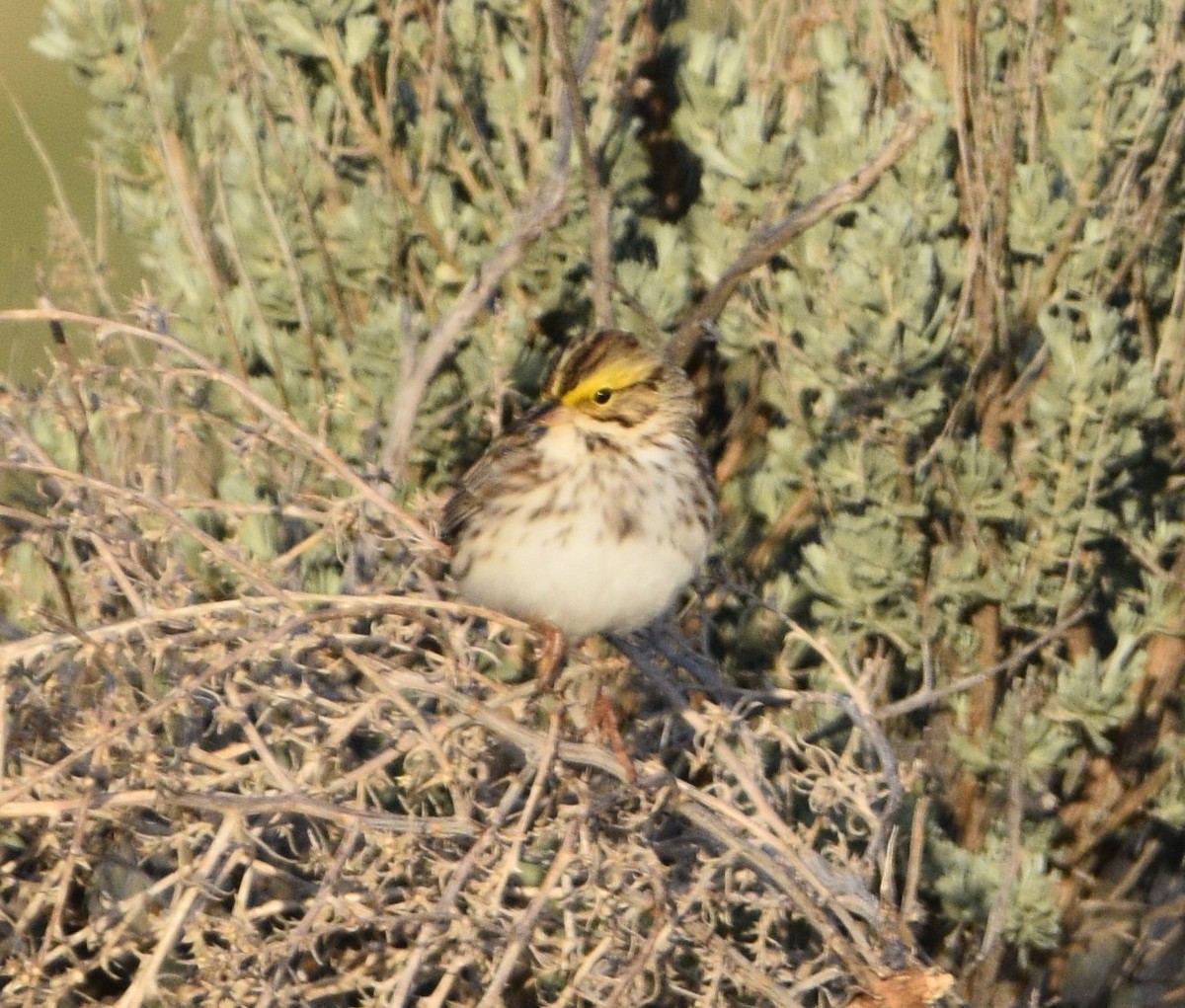 Savannah Sparrow - ML439916071