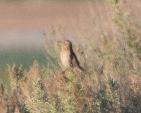 Sage Thrasher - ML439916081