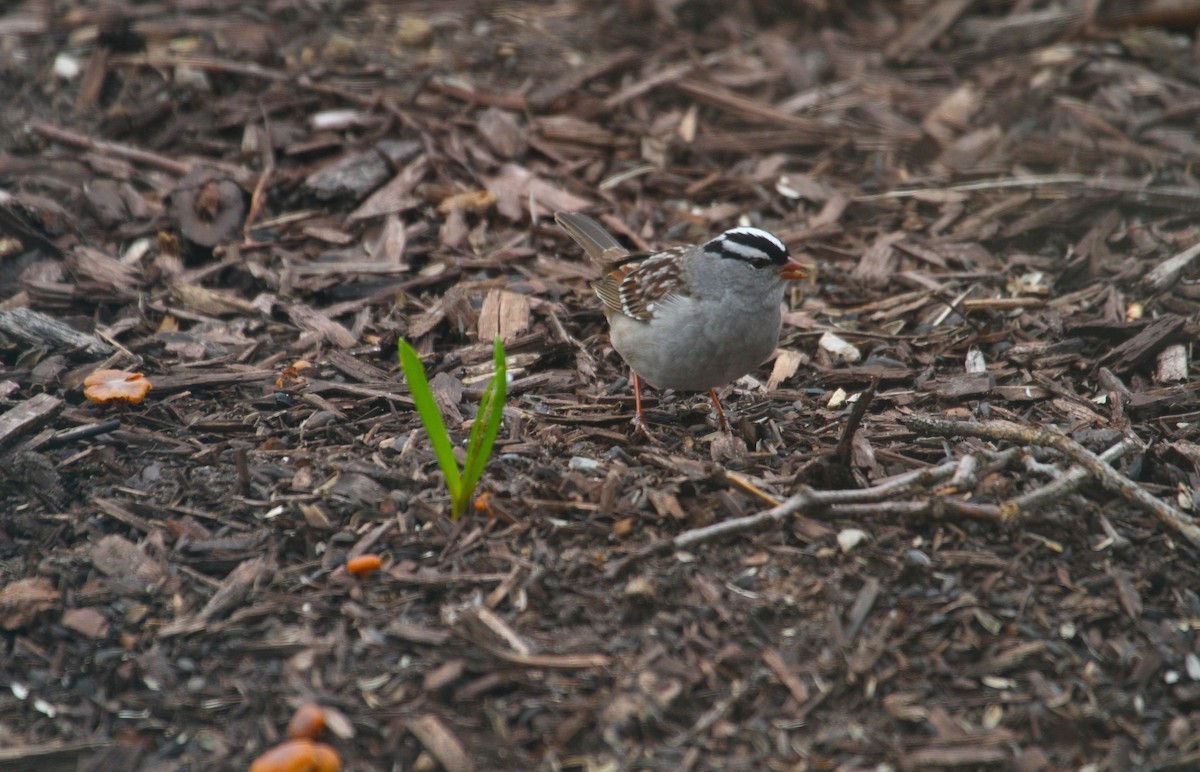 White-crowned Sparrow - ML439916491