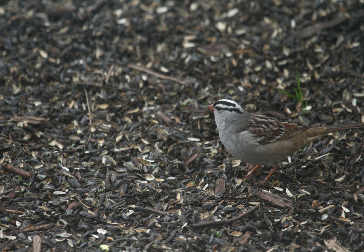 White-crowned Sparrow - ML439916571