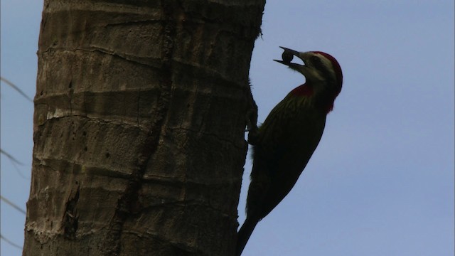 Cuban Green Woodpecker - ML439917