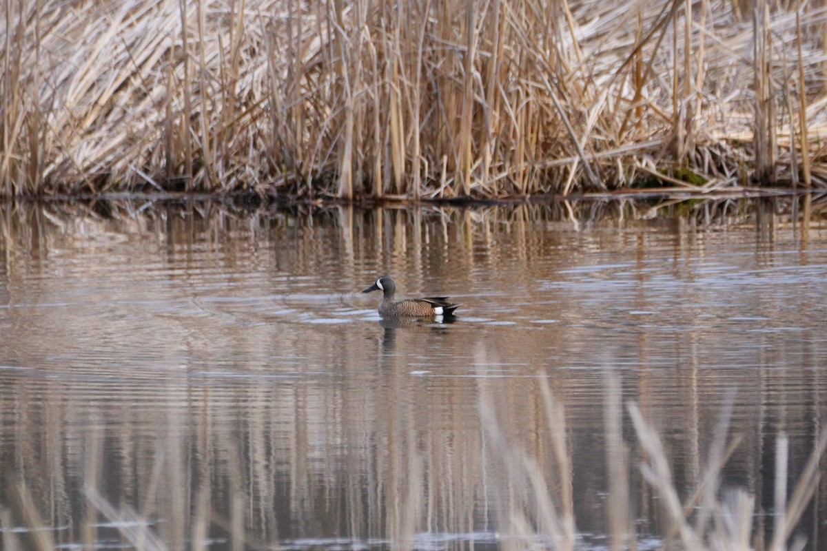 Blue-winged Teal - ML439917001